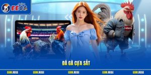 Đá gà cựa sắt
