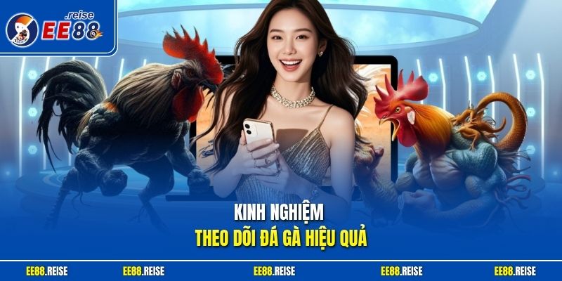 Kinh nghiệm theo dõi đá gà hiệu quả
