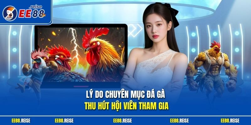 Lý do chuyên mục đá gà thu hút hội viên tham gia