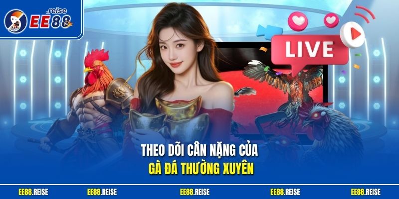 Theo dõi cân nặng của gà đá thường xuyên